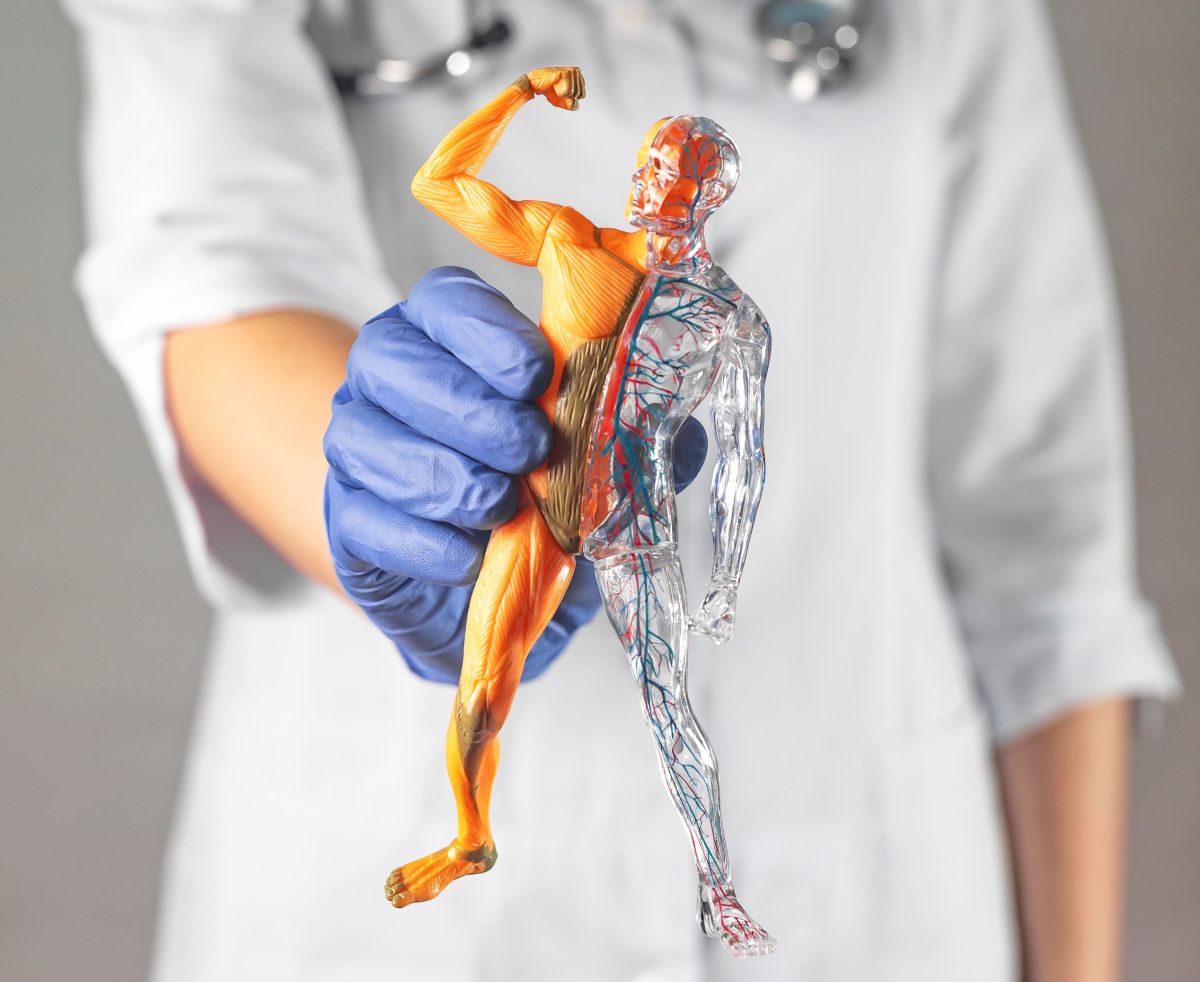 Medicinski model ljudskog tela koji simbolizuje snagu organizma i podršku imunom sistemu